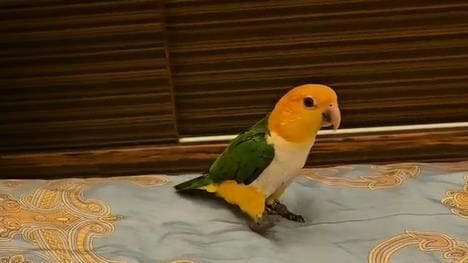 趣味彩民故事：鹦鹉“啄”出号码，主人照买中得千元大奖